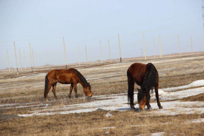 Волки все ближе к селу