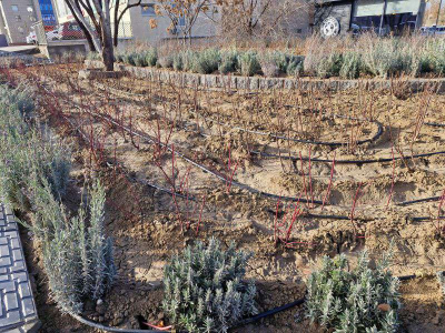 Город, который благоухает лавандой