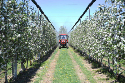 Когда яблони цветут