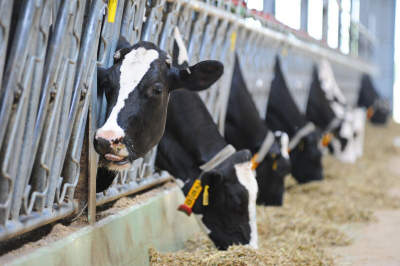 Стадно должно быть, товарищи&hellip;