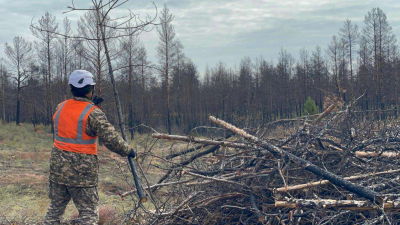 Рубить лес запретили на территории «Ертіс орманы»