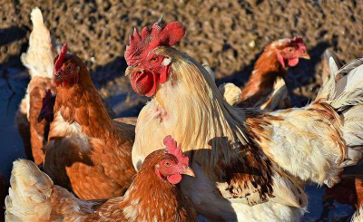 Почему импортное продовольствие выдавливает казахстанские продукты с полок магазинов