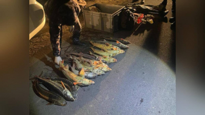 Свыше 40 кг осетра изъяли у жителя Мангистау